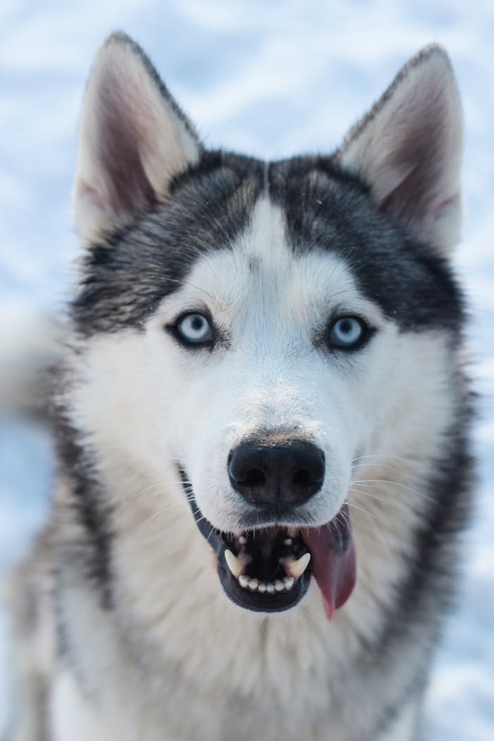 Adorable Siberian Husky with striking blue eyes captured in a snowy winter setting. Perfect for winter and pet-themed content.