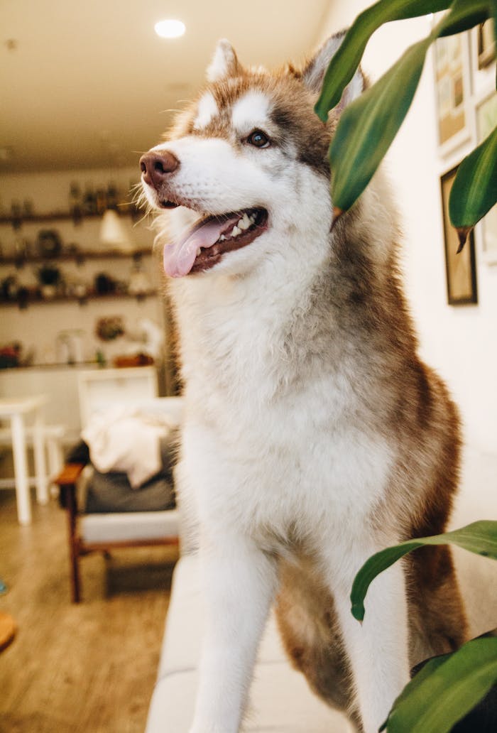 A cheerful Siberian Husky with bright eyes sitting indoors, surrounded by home decor.